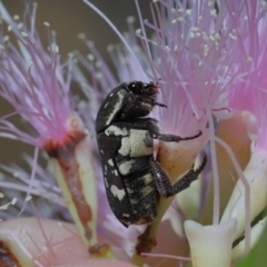 Glycyphana stolata at Cleveland, QLD - 20 Sep 2023 12:28 PM