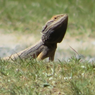 Pogona barbata (Eastern Bearded Dragon) at Belconnen, ACT - 20 Sep 2023 by Christine