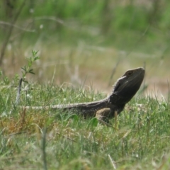 Pogona barbata at Belconnen, ACT - 20 Sep 2023