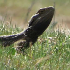 Pogona barbata at Belconnen, ACT - 20 Sep 2023