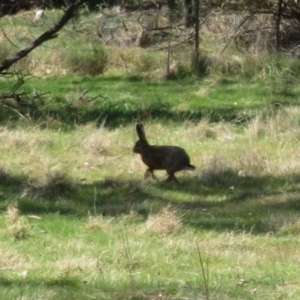 Lepus capensis at Holt, ACT - 20 Sep 2023