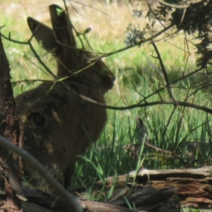 Lepus capensis at Holt, ACT - 20 Sep 2023