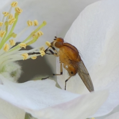 Sapromyza sp. (genus) (A lauxaniid fly) at Wingecarribee Local Government Area - 20 Sep 2023 by Curiosity