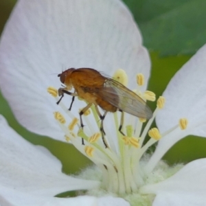 Sapromyza sp. (genus) at Braemar, NSW - 20 Sep 2023