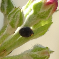 Apolinus lividigaster at Braemar, NSW - 20 Sep 2023 01:38 PM