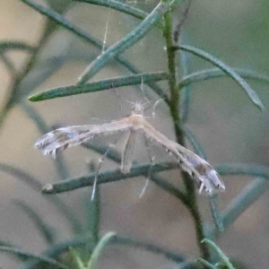 Stangeia xerodes at O'Connor, ACT - 16 Sep 2023 04:38 PM