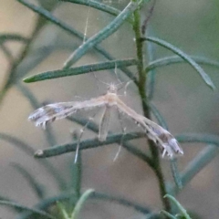 Stangeia xerodes (A plume moth) at O'Connor, ACT - 16 Sep 2023 by ConBoekel