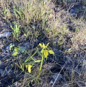 Diuris chryseopsis at Karabar, NSW - 21 Sep 2023