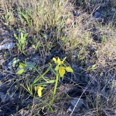Diuris chryseopsis (Golden Moth) at Karabar, NSW - 21 Sep 2023 by Youspy
