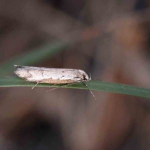 Philobota stella at O'Connor, ACT - 16 Sep 2023