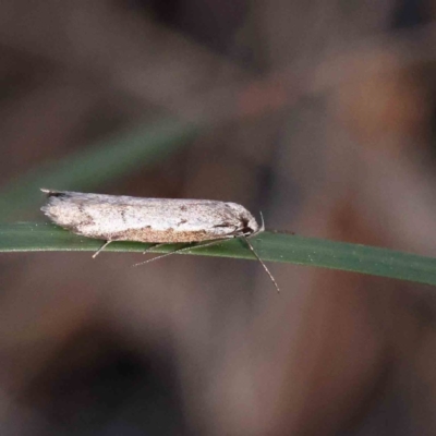 Philobota stella (A concealer moth) at Caladenia Forest, O'Connor - 16 Sep 2023 by ConBoekel