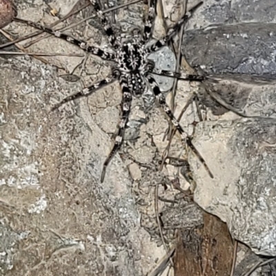 Megadolomedes johndouglasi at Eden, NSW - 20 Sep 2023 by Allan