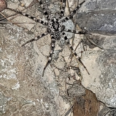 Unidentified Water spider (Pisauridae) at Eden, NSW - 20 Sep 2023 by Allan