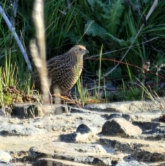 Synoicus ypsilophorus (Brown Quail) at Gungahlin, ACT - 20 Sep 2023 by Jiggy