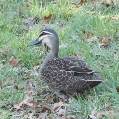 Anas superciliosa (Pacific Black Duck) at Haig Park - 18 Sep 2023 by ConBoekel