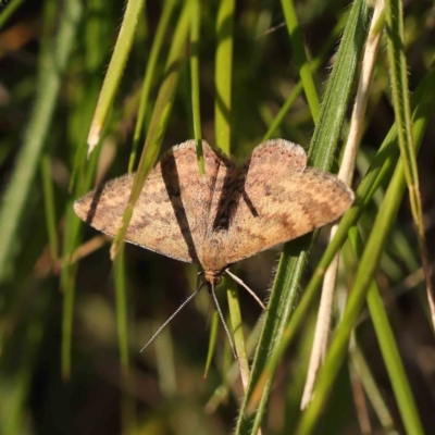 Scopula rubraria (Reddish Wave, Plantain Moth) at Turner, ACT - 18 Sep 2023 by ConBoekel