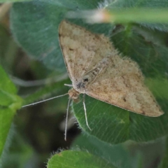Scopula rubraria (Plantain Moth) at Turner, ACT - 18 Sep 2023 by ConBoekel