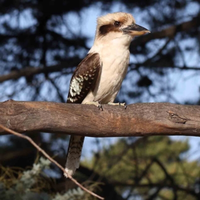 Dacelo novaeguineae (Laughing Kookaburra) at Sullivans Creek, Turner - 18 Sep 2023 by ConBoekel