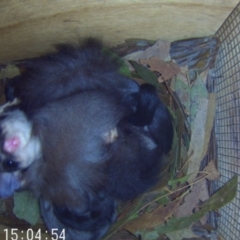 Petaurus norfolcensis (Squirrel Glider) at Albury - 20 Sep 2023 by AlburyCityEnviros