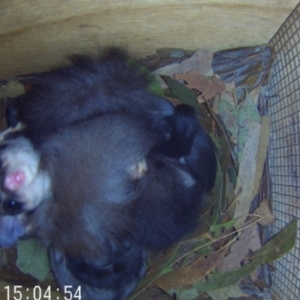 Petaurus norfolcensis at Lavington, NSW - suppressed