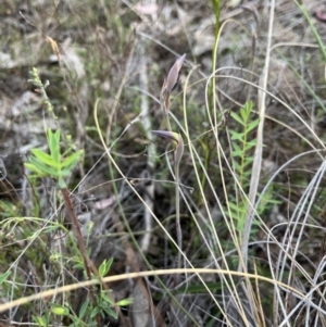 Lyperanthus suaveolens at Canberra Central, ACT - 19 Sep 2023