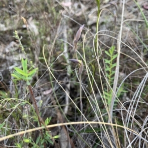 Lyperanthus suaveolens at suppressed - 19 Sep 2023