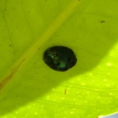 Unidentified Lady beetle (Coccinellidae) at Braemar, NSW - 20 Sep 2023 by Curiosity