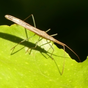 Mutusca brevicornis at Braemar, NSW - 18 Sep 2023