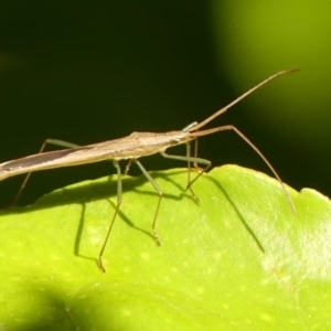 Mutusca brevicornis at Braemar, NSW - 18 Sep 2023