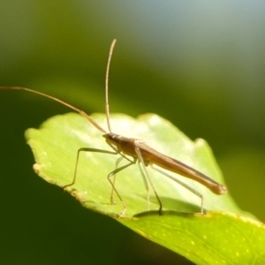 Mutusca brevicornis at Braemar, NSW - 18 Sep 2023