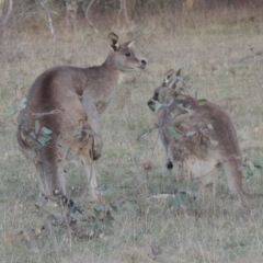 Macropus giganteus (Eastern Grey Kangaroo) at Conder, ACT - 17 Sep 2023 by michaelb