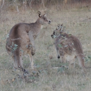 Macropus giganteus at Conder, ACT - 17 Sep 2023 04:38 PM