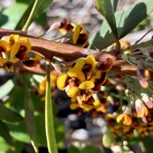 Daviesia mimosoides subsp. mimosoides at Wamboin, NSW - 21 Sep 2023 08:03 AM