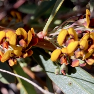 Daviesia mimosoides subsp. mimosoides at Wamboin, NSW - 21 Sep 2023 08:03 AM