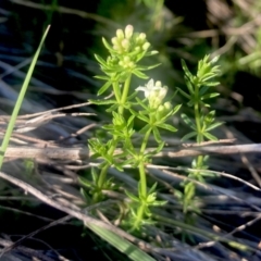 Asperula conferta (Common Woodruff) at Wamboin, NSW - 21 Sep 2023 by Komidar