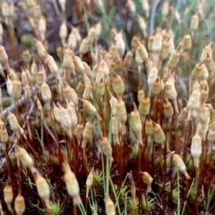 Polytrichaceae sp. (family) (A moss) at QPRC LGA - 20 Sep 2023 by Komidar