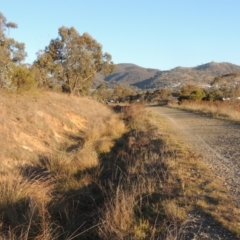 Carex appressa (Tall Sedge) at Tuggeranong Hill - 17 Sep 2023 by michaelb