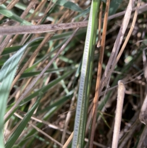 Juncus flavidus at Majura, ACT - 20 Sep 2023