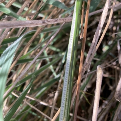 Juncus flavidus (Yellow Rush) at Majura, ACT - 20 Sep 2023 by waltraud