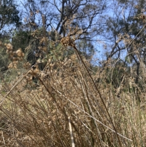 Juncus flavidus at Majura, ACT - 20 Sep 2023