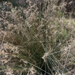 Juncus flavidus at Majura, ACT - 20 Sep 2023