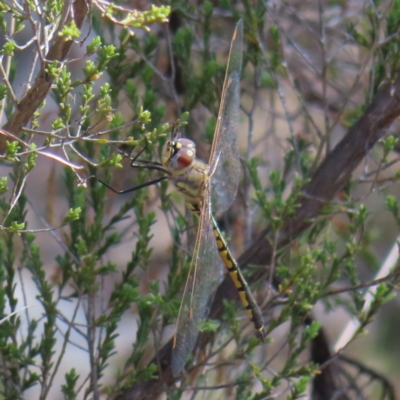 Hemicordulia tau (Tau Emerald) at Mount Taylor - 20 Sep 2023 by MatthewFrawley