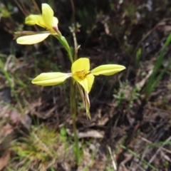 Diuris chryseopsis (Golden Moth) at Mount Taylor - 20 Sep 2023 by MatthewFrawley