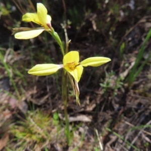 Diuris chryseopsis at Tuggeranong, ACT - suppressed