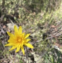 Microseris walteri (Yam Daisy, Murnong) at Mount Majura - 20 Sep 2023 by waltraud