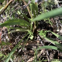 Microseris walteri at Majura, ACT - 20 Sep 2023 10:45 PM