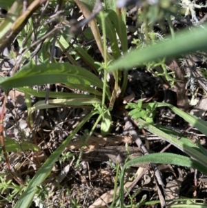 Microseris walteri at Majura, ACT - 20 Sep 2023