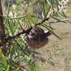 Hakea decurrens subsp. decurrens (Bushy Needlewood) at Mount Taylor - 20 Sep 2023 by MatthewFrawley