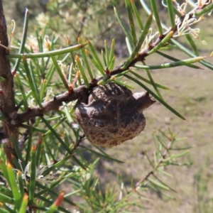 Hakea decurrens subsp. decurrens at Tuggeranong, ACT - 20 Sep 2023