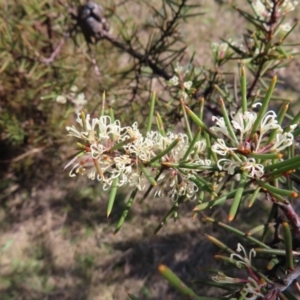 Hakea decurrens subsp. decurrens at Tuggeranong, ACT - 20 Sep 2023